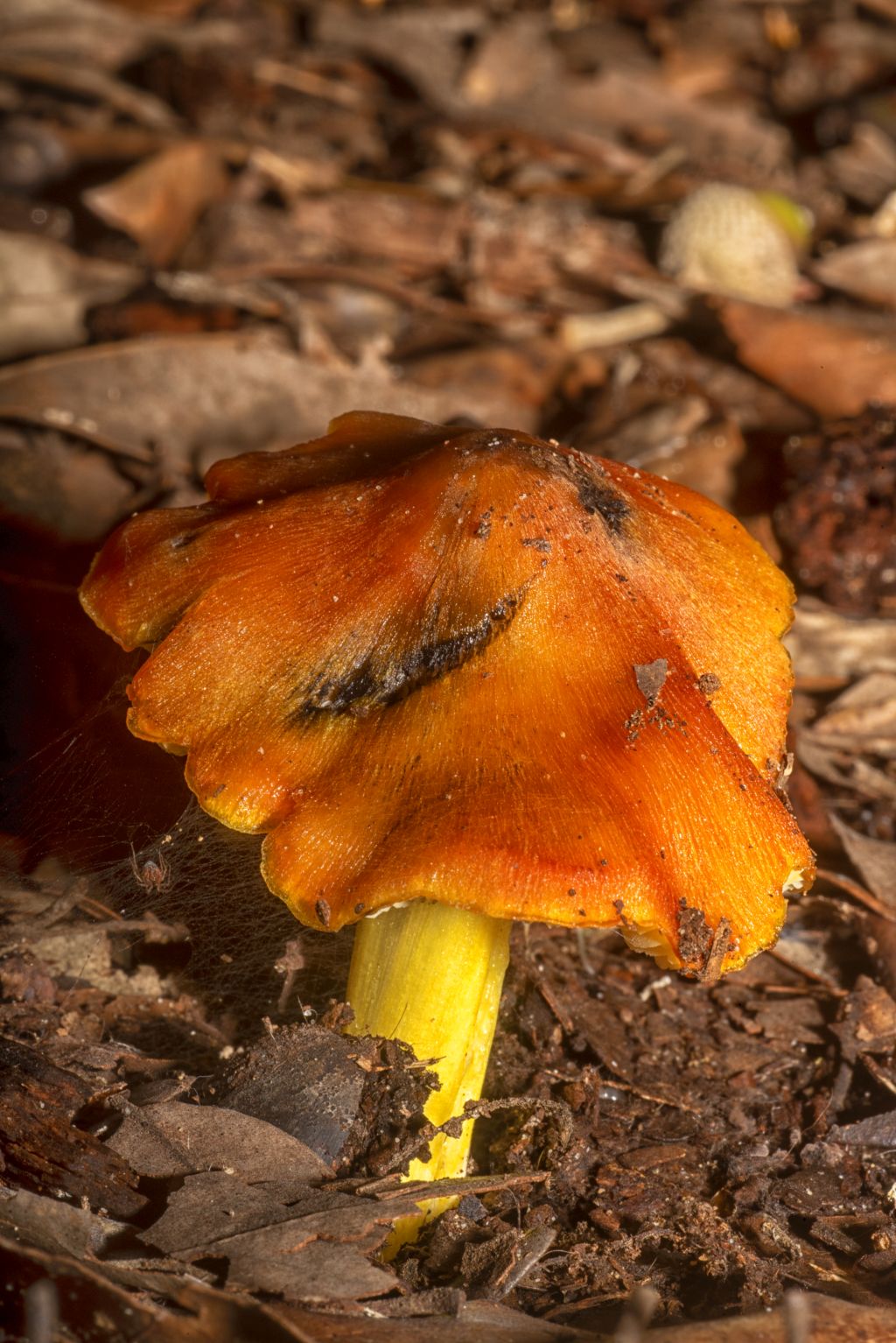 Il mondo dei funghi a Ostia